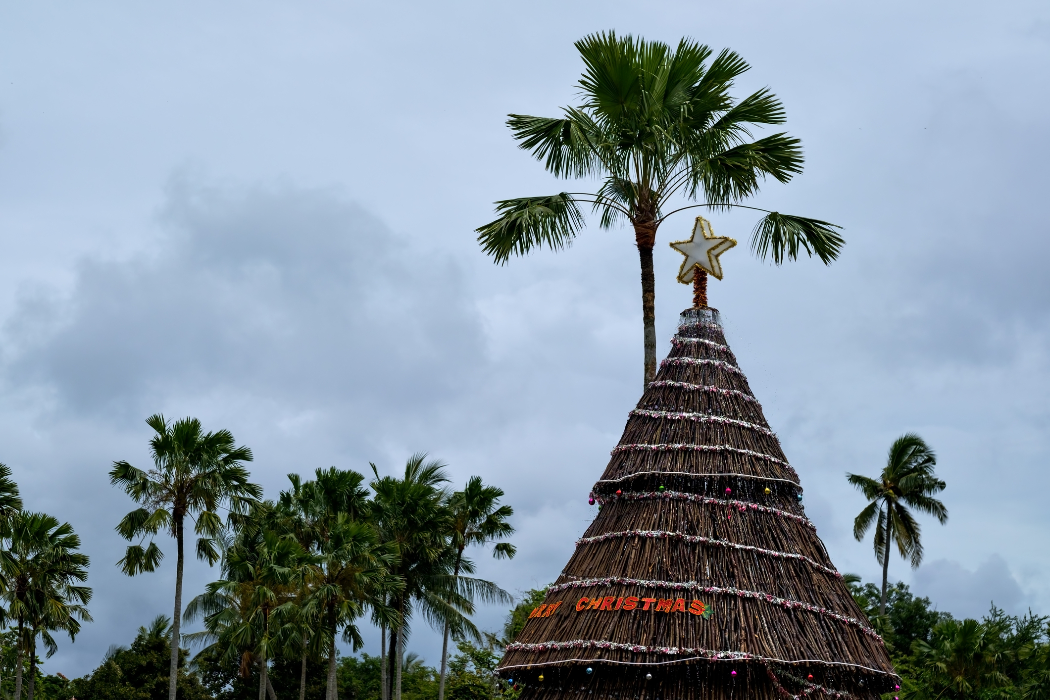 Brad de Crăciun în Bali, Indonezia, sursă foto dreamstime
