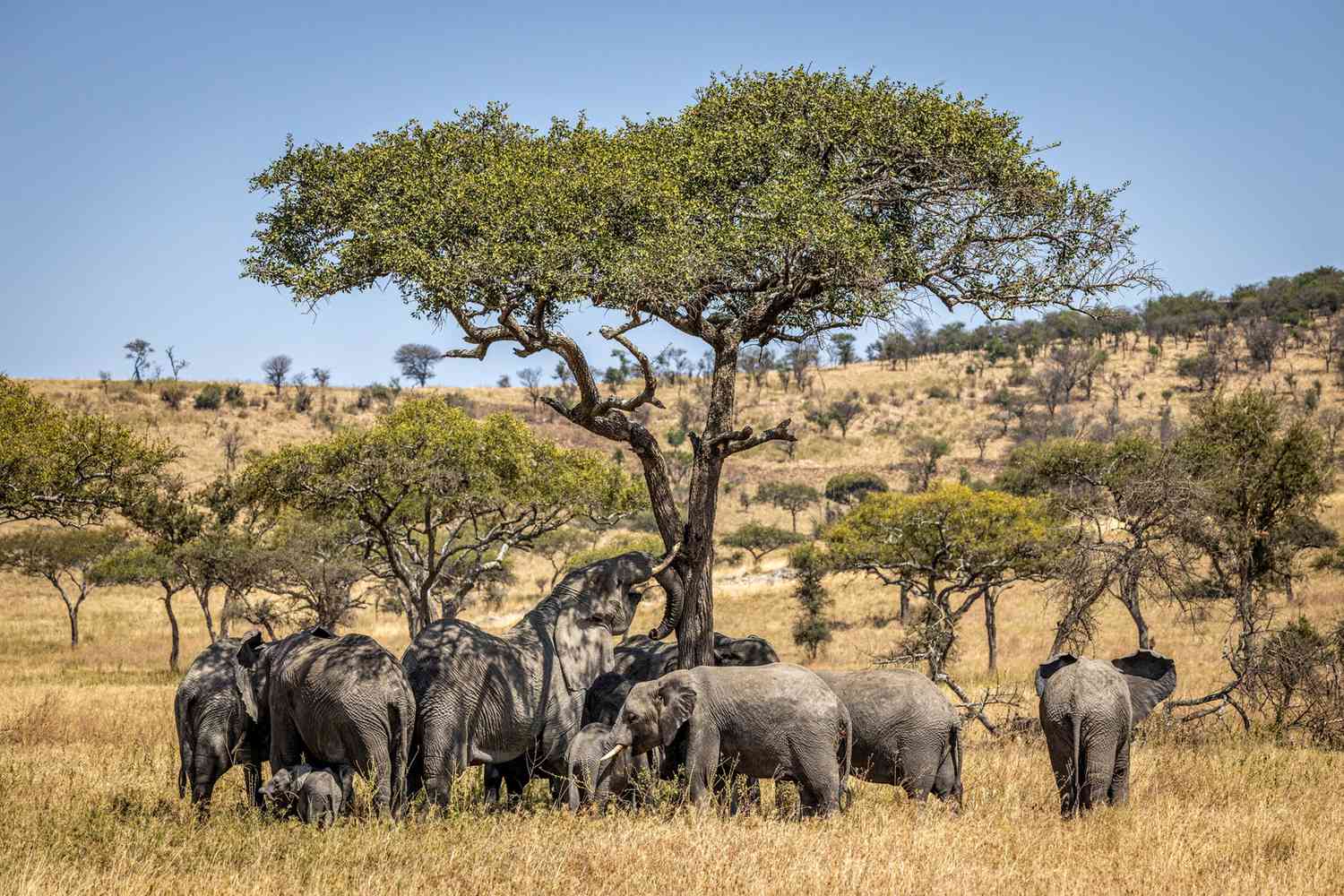 Pământul a intrat în a șasea perioadă de extincție în masă. 20% din biodiversitatea planetei va dispărea până în 2100