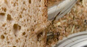 faina de greieri sursa: Botoseanul