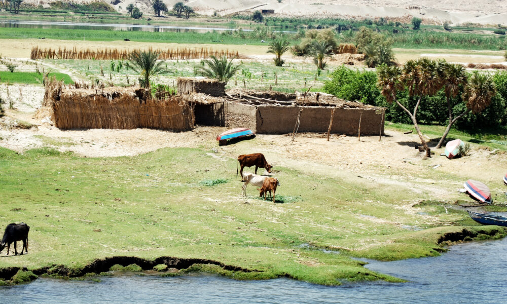 Ce importanță are agricultura în economia Egiptului. Cum reușește viața să răzbată în pământul arid din Orientul Mijlociu