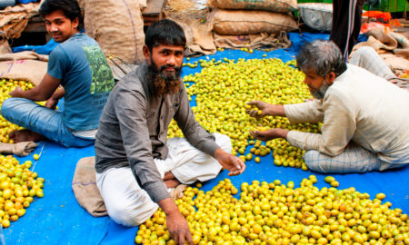 Agricultura contribuie cu 10% la PIB-ul Irakului. Sursa foto:dreamstime