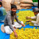 Agricultura contribuie cu 10% la PIB-ul Irakului. Sursa foto:dreamstime