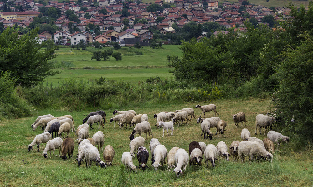 Ce importanță are agricultura în economia Armeniei. Aproape jumătate din populația țării din Caucaz lucrează pământul