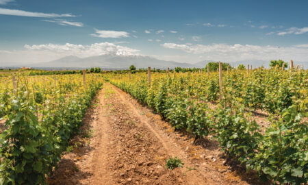 Viță de vie din Armenia