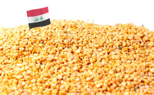Agricultura, care a reprezentat în mod tradițional între o pătrime și o treime din PIB-ul irakian, reprezintă în prezent aproximativ 10 %. Sursa foto: Dreamstime