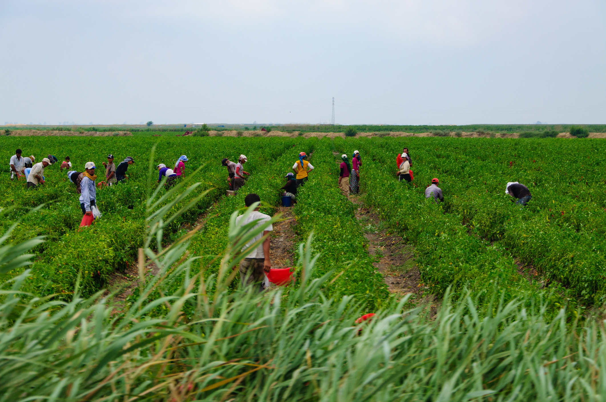 Lucrători agricoli sezonieri pe câmp. Tuzla, Adana, Turcia (sursă foto: dreamstime)