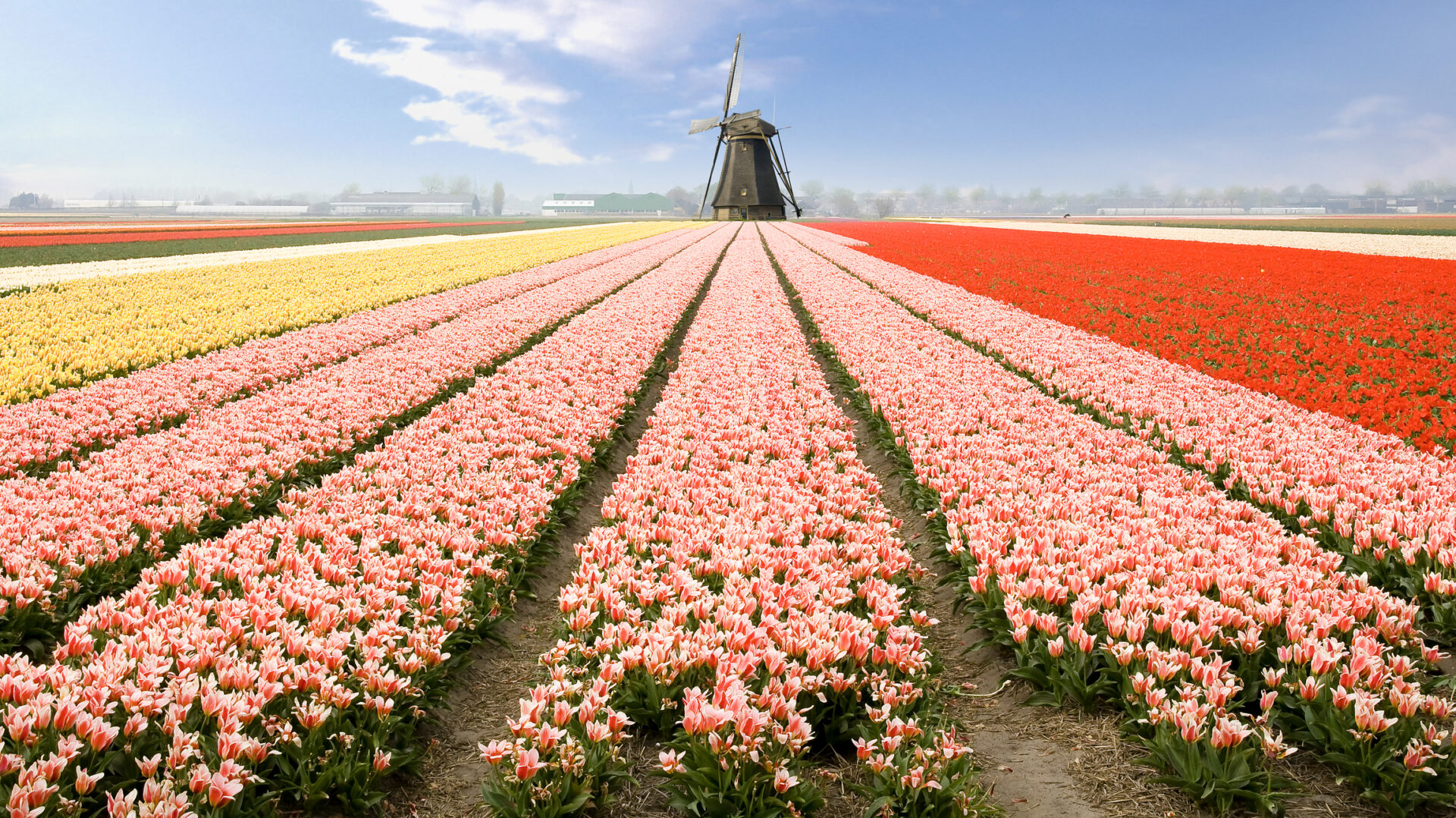 Olanda, țara lalelelor, sursă foto dreamstime