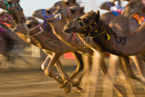 Hipodromul pentru cămile Al Marmoum, Dubai Sursa foto dreamstime.com