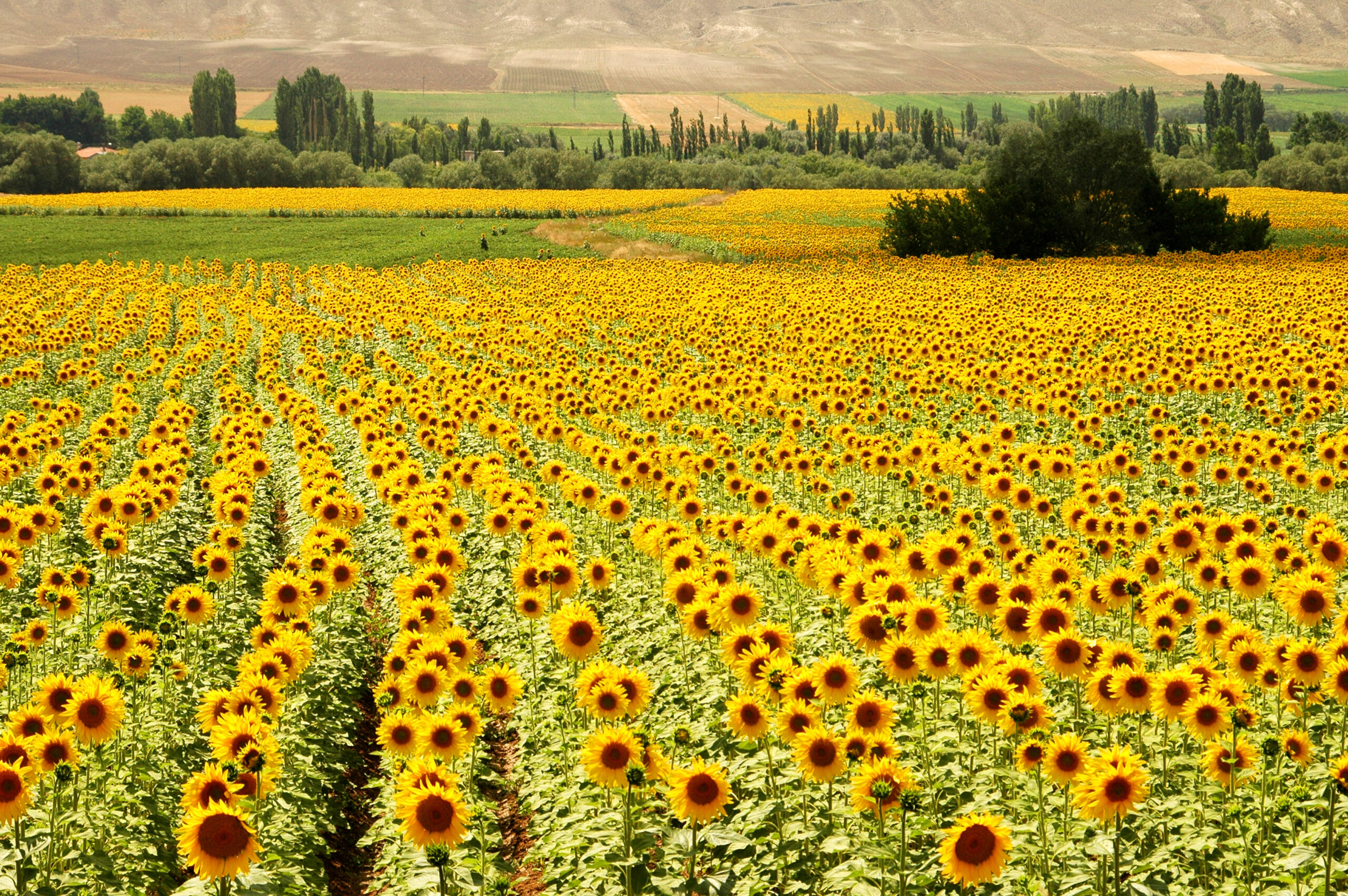 Sunflower fields in Turkey countryside(dreamstime)