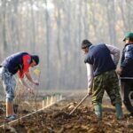 Fondul forestier a crescut cu 1,1% în 10 ani