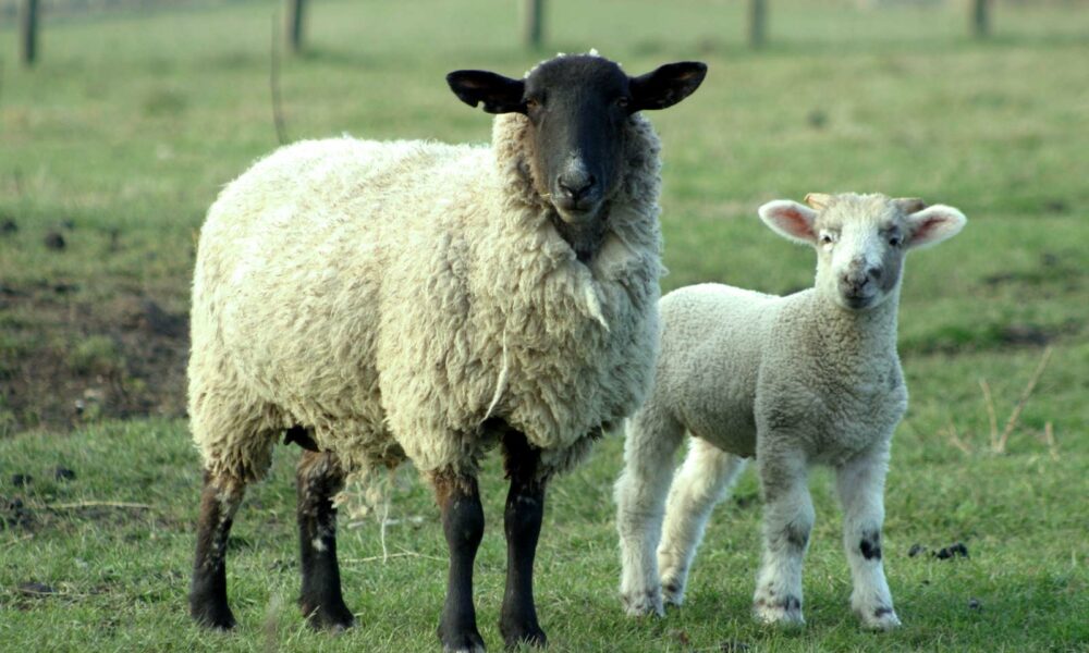 APIA acordă noi subveții fermierilor români! Vor primi bani crescătorii de ovine, bovine și caprine