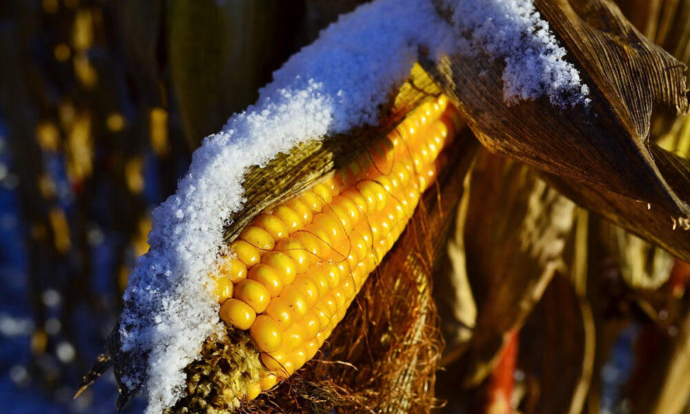 Porumbul, cules în februarie! Criza agricultorilor din România, la un alt nivel