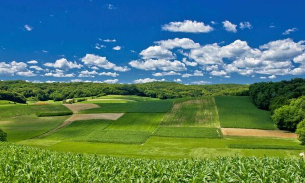 Ce importanță are agricultura în economia Cehiei. Jumătate din suprafața acestei țări din UE este arabilă