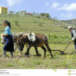 Fermieri albanezi care ară pământul; foto dreamstime.com