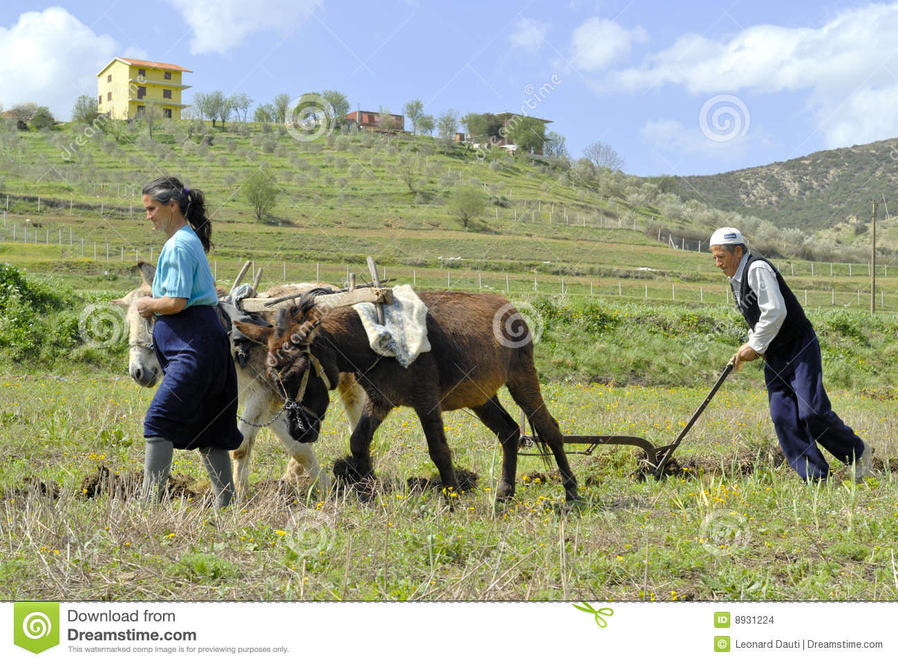 Fermieri albanezi care ară pământul; foto dreamstime.com