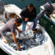 sursă foto: dreamstime.com; dreamstime.com; Pescarii albanezi încarcă peștele proaspăt prins din barcă în containere de plastic la piața deschisă