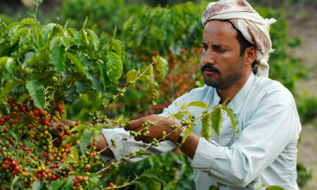 Un fermier yemenit ce colectează boabe de cafea arabica pe plantația din Taizz, Yemen (sursă foto: dreamstime)