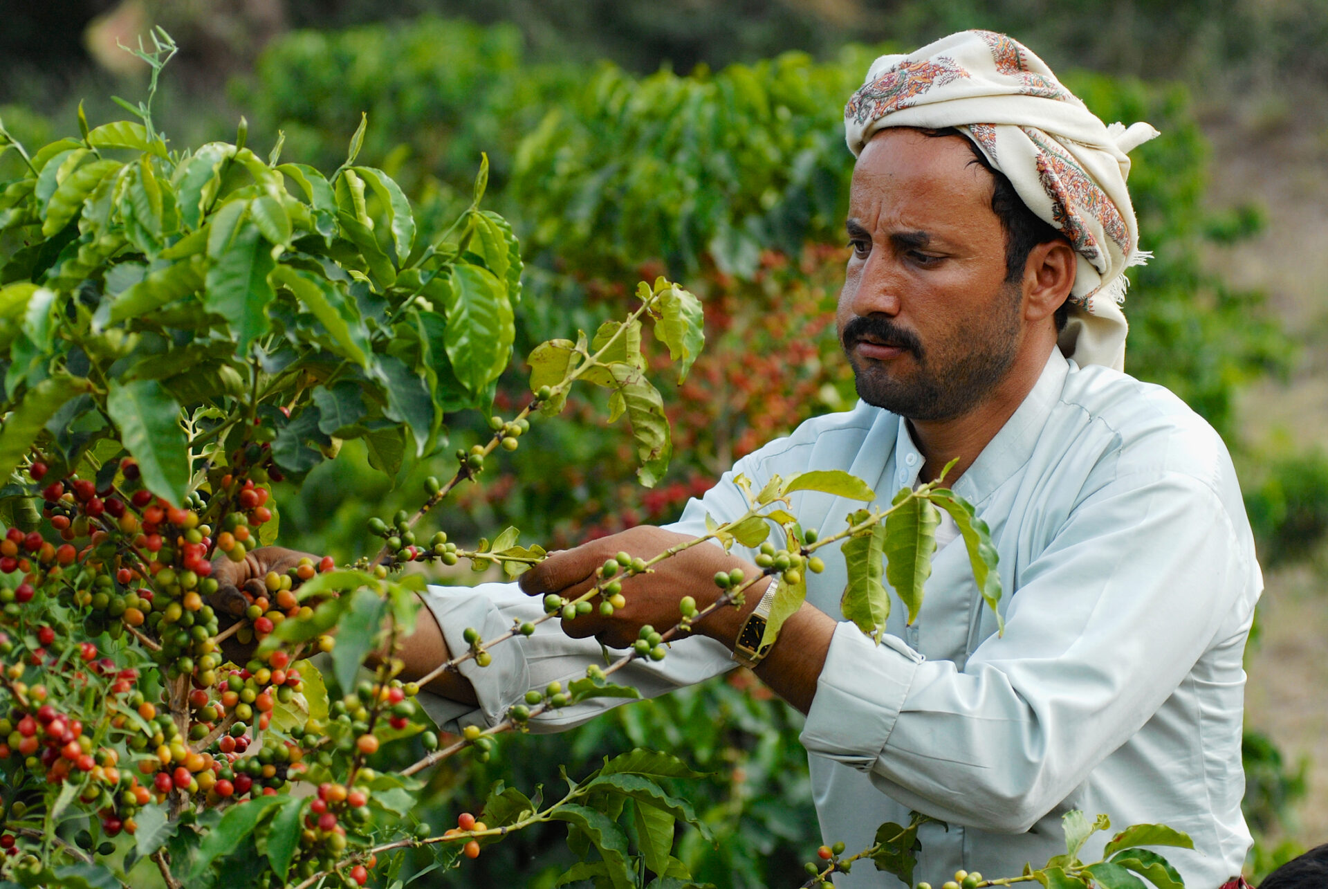 Un fermier yemenit ce colectează boabe de cafea arabica pe plantația din Taizz, Yemen (sursă foto: dreamstime)