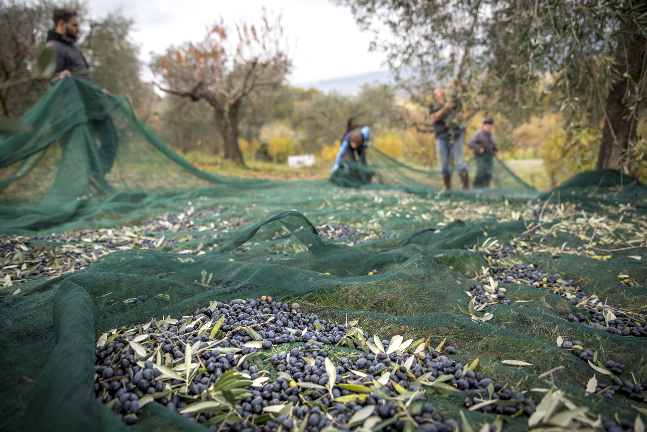 Fermieri la lucru la recoltarea măslinelor în mediul rural în Italia. Sursă foto: Dreamstime