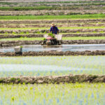 Producția de orez din Iran crește de la an la an, însă suprafețele ce pot fi cultivate sunt limitate. 75% din culturi sunt în proximitatea Mării Caspice, sursă foto dreamstime