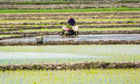 Producția de orez din Iran crește de la an la an, însă suprafețele ce pot fi cultivate sunt limitate. 75% din culturi sunt în proximitatea Mării Caspice, sursă foto dreamstime