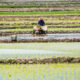 Producția de orez din Iran crește de la an la an, însă suprafețele ce pot fi cultivate sunt limitate. 75% din culturi sunt în proximitatea Mării Caspice, sursă foto dreamstime