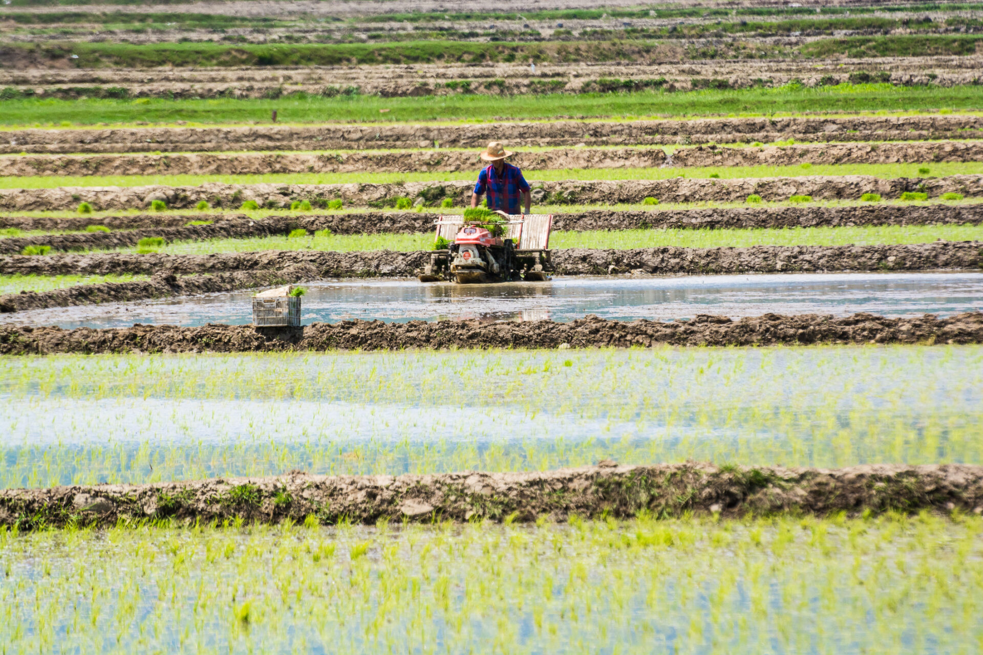 Producția de orez din Iran crește de la an la an, însă suprafețele ce pot fi cultivate sunt limitate. 75% din culturi sunt în proximitatea Mării Caspice, sursă foto dreamstime