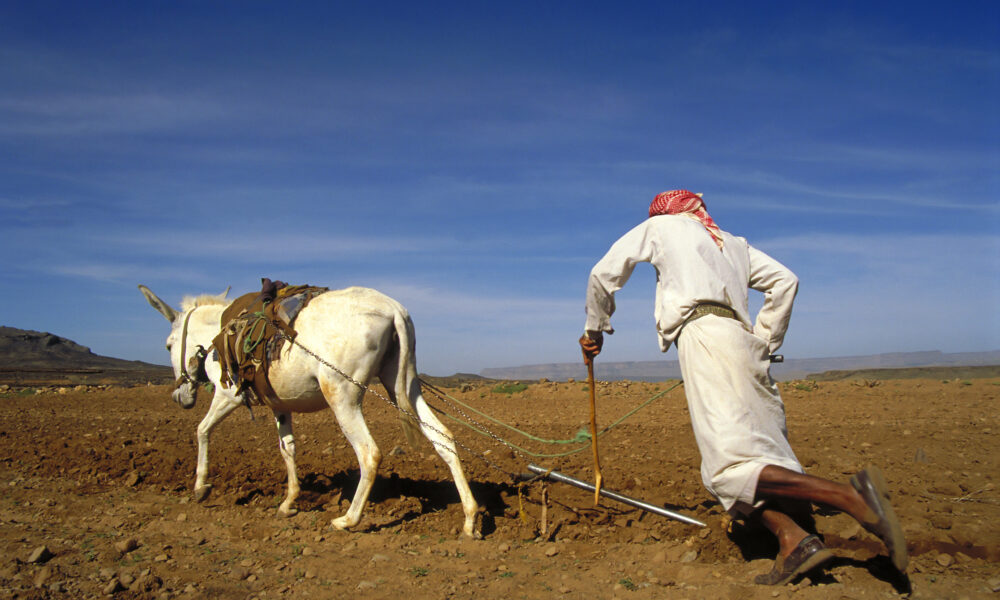 Ce importanță are agricultura în economia Yemenului! Cetățenii acestei țări din Orientul Mijlociu suferă de insuficiență alimentară
