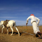 Agricultura din Yemen (sursă foto: dreamstime)