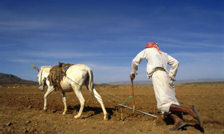 Agricultura din Yemen (sursă foto: dreamstime)