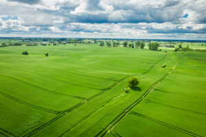 Câmp de grâu verde în Polonia, Sursa foto: dreamstime.com