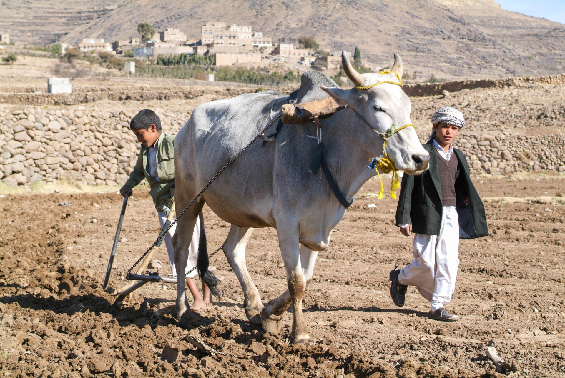 Copii aratând câmpul cu ajutorul unei vaci lângă Manakhah în Yemen (sursă foto: dreamstime)