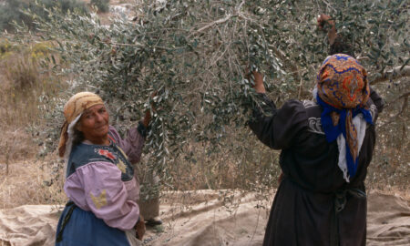 Agricultura în Palestina