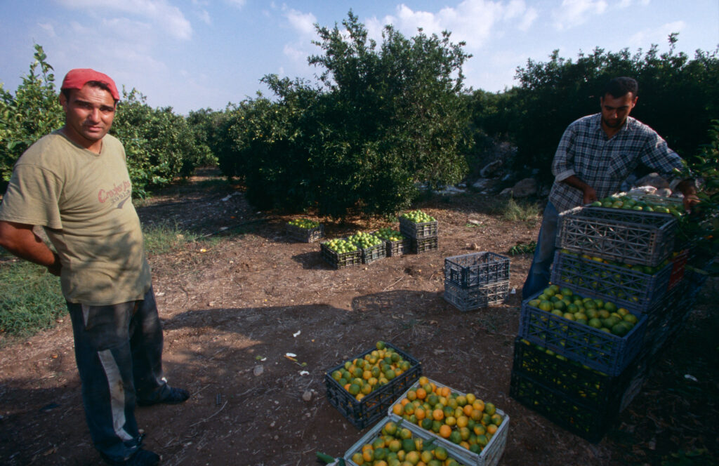 Livadă de portocali în Palestina
