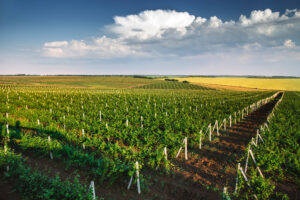 Agricultura în Republica Moldova