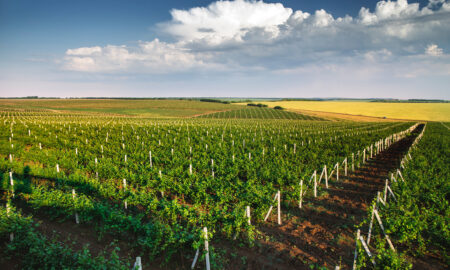 Agricultura în Republica Moldova