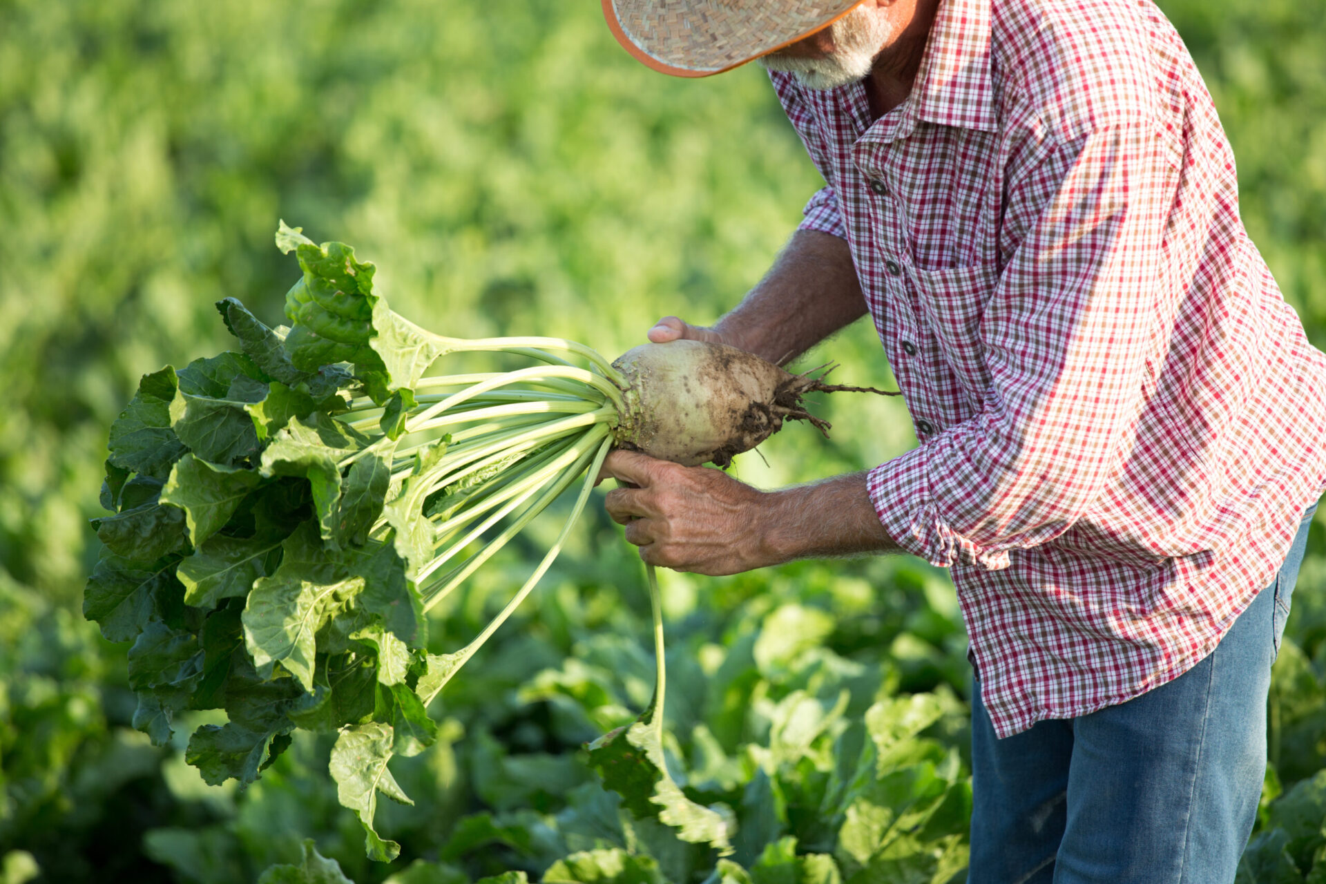 Producând 29 de milioane de tone de sfeclă de zahăr, Franța este lider în UE. Sursa foto: Dreamstime