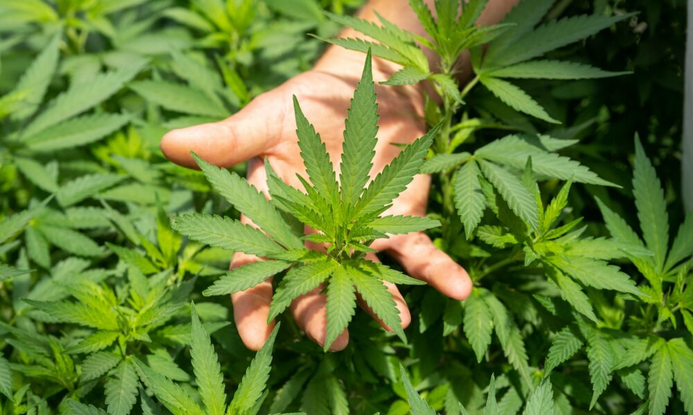 Americanii au cheltuit aproximativ 30 de miliarde de dolari pe marijuana legală. Mult peste cât au cheltuit pentru bere sau ciocolată
