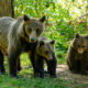 Ursi in Zarnesti, Transilvania