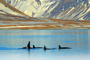 Grup de balene ucigașe lângă coasta montană a Islandei în timpul iernii