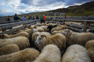 Turmă de oi, Islanda, Sursa foto: dreamstime.com