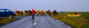 Pășunatul cailor - fermieri care conduc o herghelie de cai pe un drum, coasta de sud din Islanda, Sursa foto: dreamstime.com