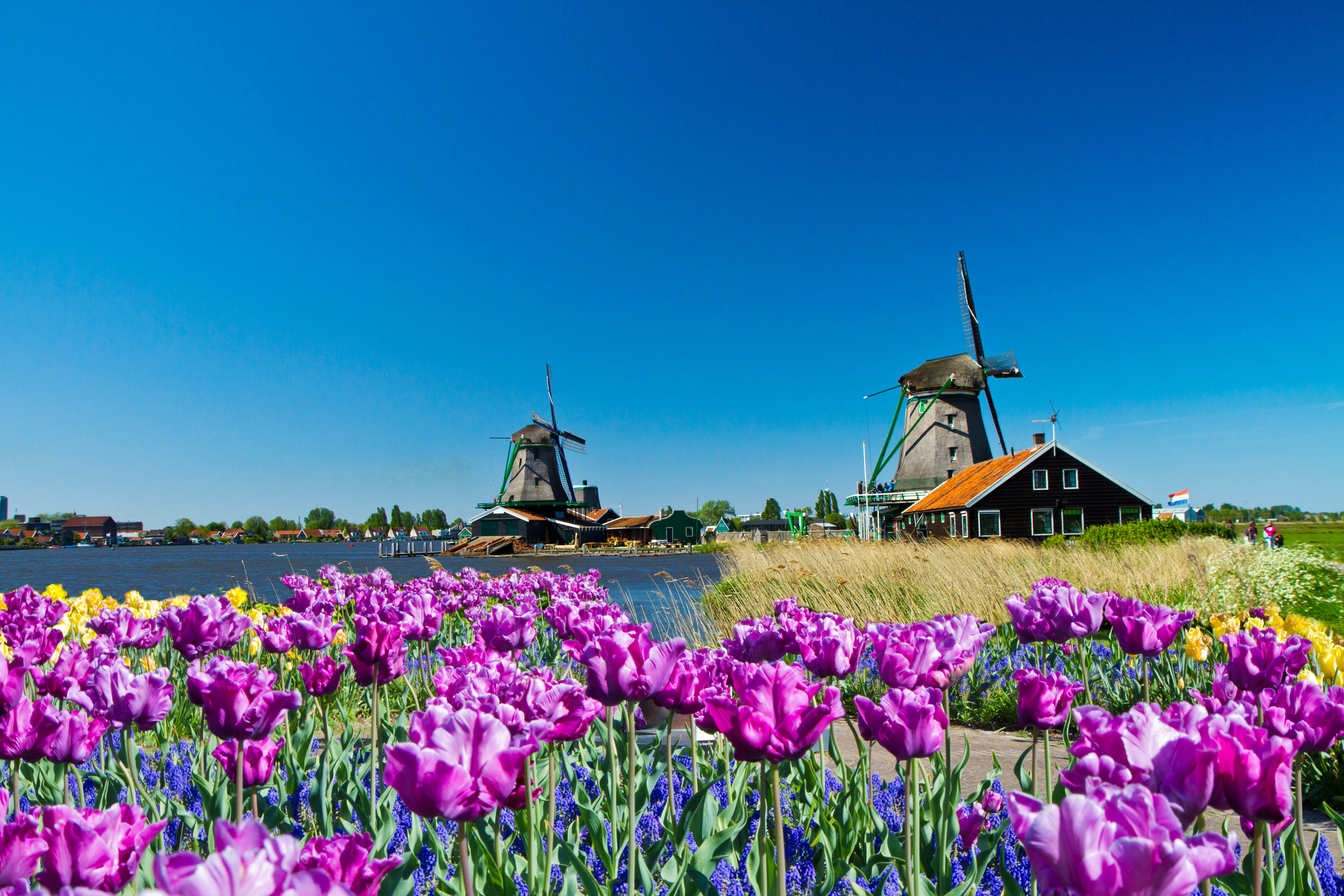 Moară de vânt în Olanda și câmp de lalele. Sursă foto: Dreamstime