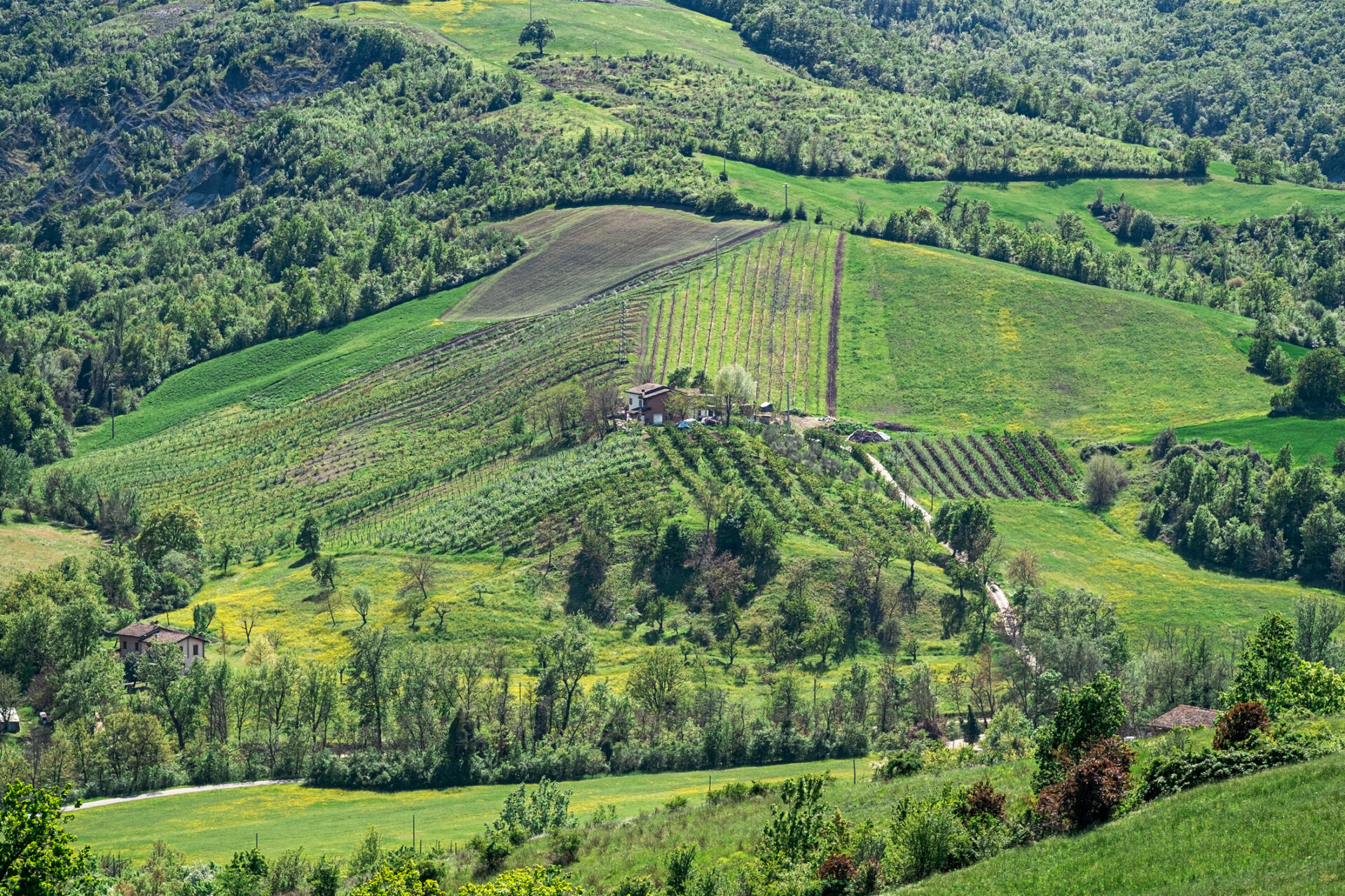 Imagini cu dealurile cultivate din apropierea Castelului din Serravalle. Agricultura este un domeniu esențial pentru San Marino (sursă foto: dreamstime)