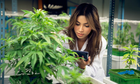 o doctorita și plantă de cannabis medicinal