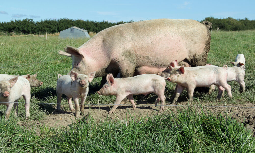 Idee inovativă pentru compensarea forței de muncă în agricultură. O pușcărie