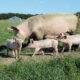 porci, sursa foto dreamstime