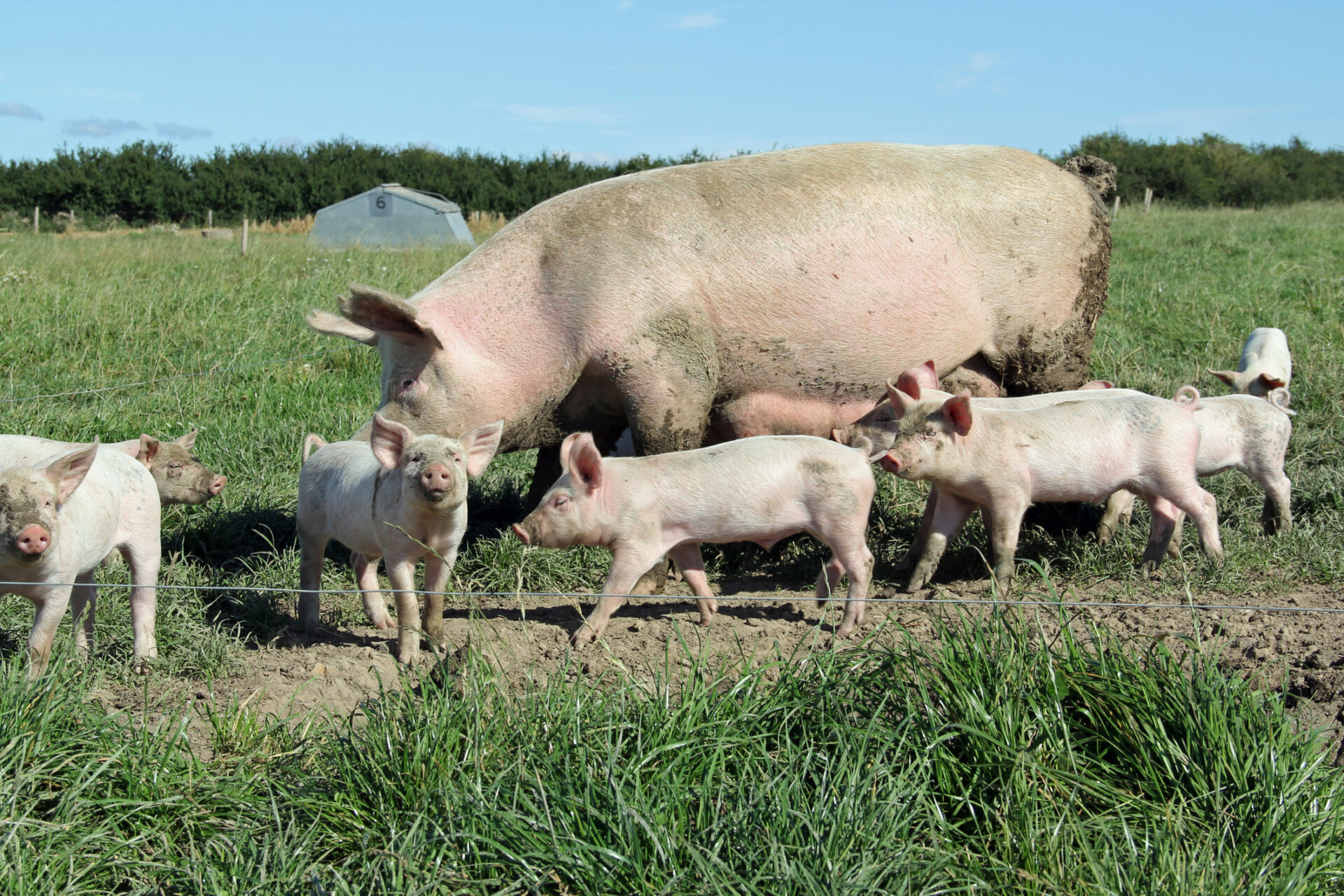 porci, sursa foto dreamstime