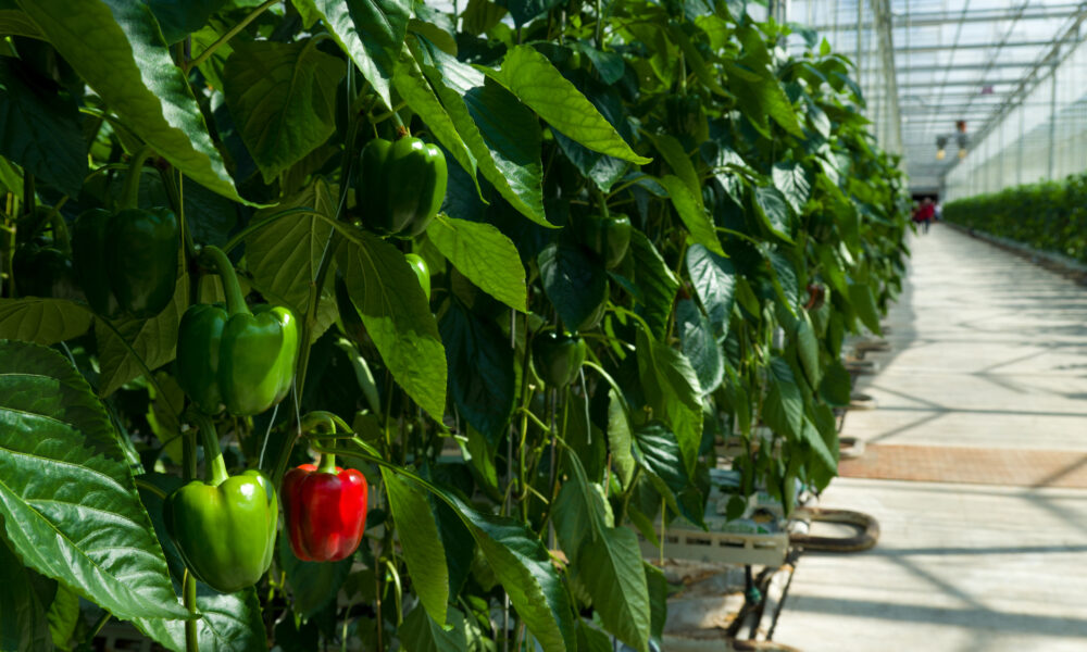 1.000 de euro pentru tomate, spanac sau salată. Condiția: cultivarea în spaţii protejate