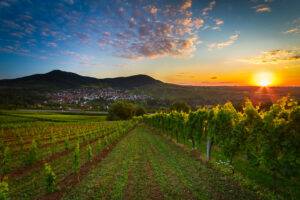 Podgorie în Pfalz, Germania, Sursa foto: dreamstime.com